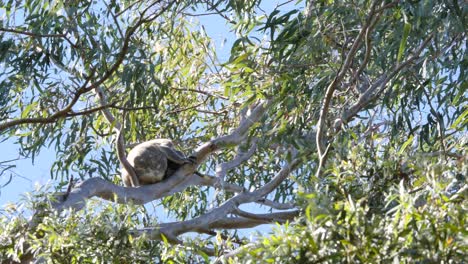 A-Koala-Bear-in-the-wild-holds-on-tightly-to-the-swaying-branches-of-an-Australian-native-Eucalyptus-Gum-tree