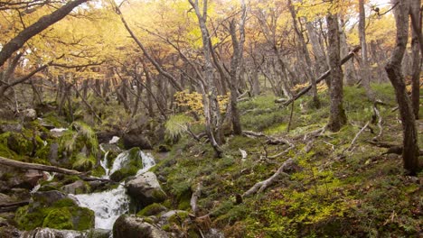 Scenic-autumn-forest-landscape-in-Patagonia,-Argentina,-near-El-Chalten,-with-river-waterfall-and-yellow-tree-foliage