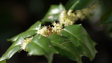 Makro-Nahaufnahme-Einer-Biene,-Die-Sich-In-Zeitlupe-Bewegt-Und-Nektar-Von-Blüten-Sammelt,-Während-Sich-Pollen-Am-Körper-Festsetzt