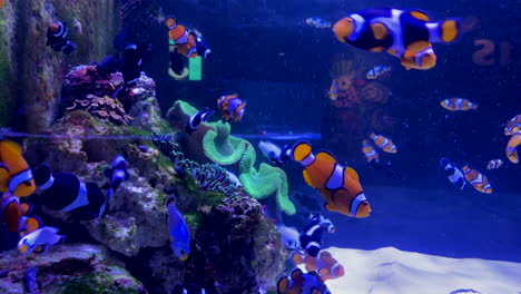 Clownfishes-swim-in-blue-light-aquarium