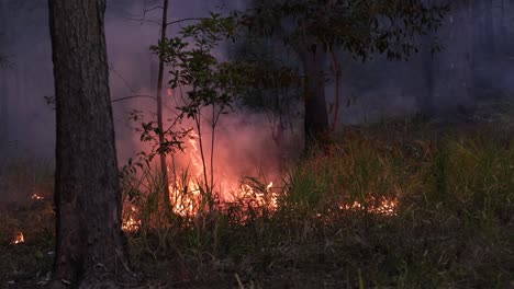 Buschfeuer-Während-Der-Gefahrenminderungsbrände,-Mount-Coot-tha