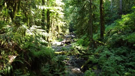 Pacific-Rim-National-Park-forest-reserve-Vancouver-Island,-Canada-wilderness