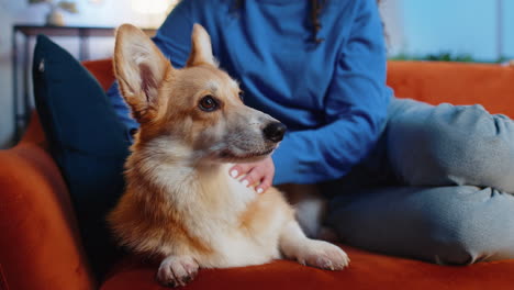 Woman-in-casual-blue-clothes-caressing-cute-funny-corgi-dog-relaxing-on-comfortable-sofa-at-home