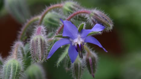 Primer-Plano-De-Una-Flor-De-Borraja,-Borago-Officinalis-Y-Brotes