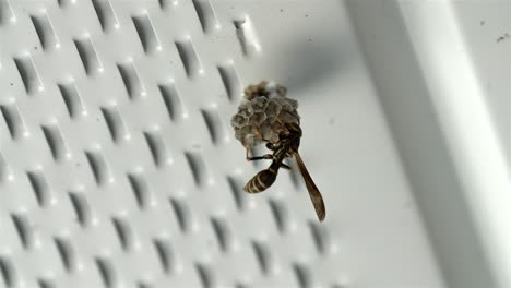 Wasp-extends-legs-with-wings-counter-balancing-as-it-crawls-and-builds-nest-home