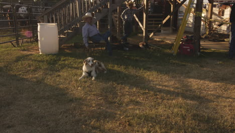 Relaxed-cowboy-sitting-with-his-companion---purebred-Australian-Shepherd