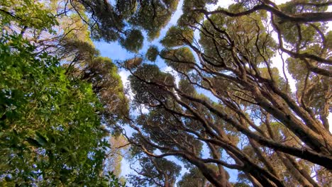 Looking-up-and-walking-under-New-Zealand-native-tree-canopy-in-outdoor-nature-forest-of-NZ-Aotearoa