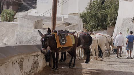 Donkeys-and-tourists-walk-on-a-narrow-street-in-Fira,-Santorini,-Greece