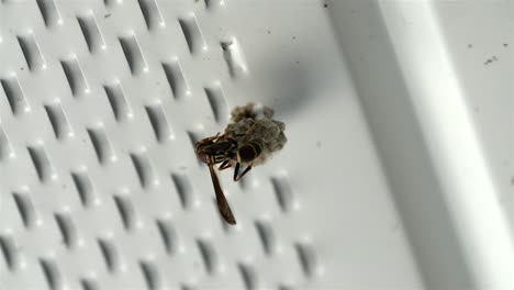 Upward-angle-of-wasp-crawling-around-as-it-builds-nest