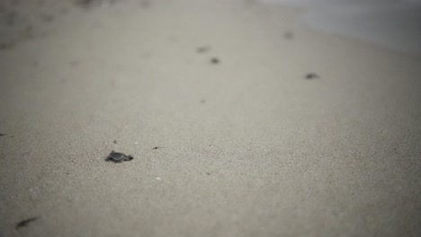 Baby-newborn-soft-shell-sea-turtle-crawl-white-sand-beach-try-reach-sea-night-turtle-footprints-creature-journey-ocean-shimmering-waves-natural-instinct-beautiful-wildlife-scene-landscape-Iran-dubai