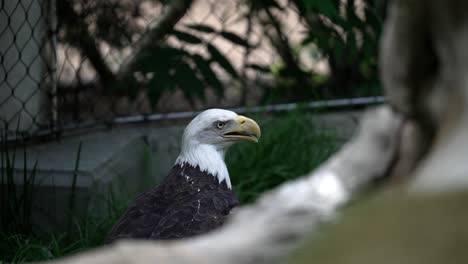 Telephoto-closeup-of-upper-body-of-bald-eagle-in-fenced-enclosure