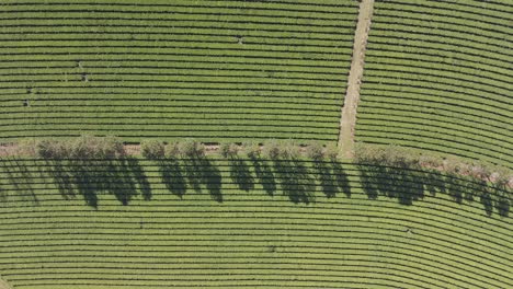 Middle-altitude-and-above-panning-aerial-movement-about-the-local-green-tea-fields,-Argentina