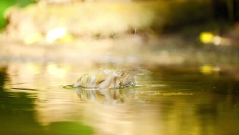 Gewöhnlicher-Buchfink-In-Friesland,-Niederlande,-Wäscht-Sich-Mit-Schnell-Umherflatternden-Flügeln-Im-Waldteich