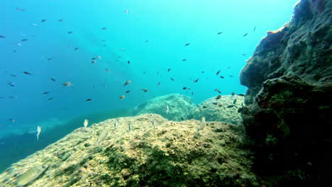 Unterwasserwelt,-Bunte,-Vielfältige-Fische,-Echtes-Aquarium,-Schwimm-POV