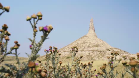 Cotton-thistles-blow-in-the-breeze-with-large-rock-formation-in-background