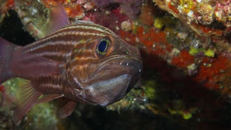 Tiger-Cardinalfish--brooding-eggs-in-it's-mouth