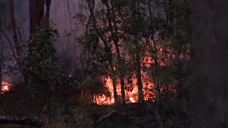 Bush-fire-during-hazard-reduction-burns,-Mount-Coot-tha