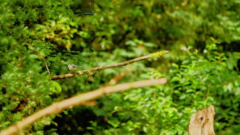 Eurasian-Blue-Tit-in-forest-of-Friesland-Netherlands-hides-behind-leaves-as-it-bounces-into-flight-off-branch