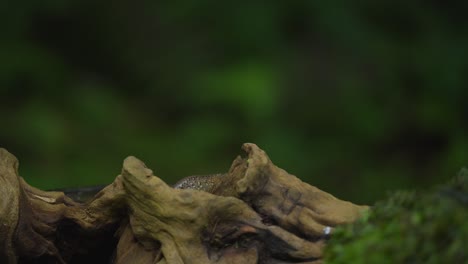 Lagarto-De-Jardín-Indonesio-Arrastrándose-Sobre-Madera