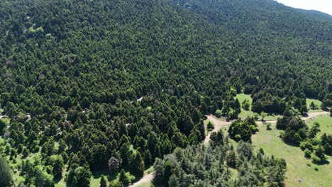 Bosque-De-Pinos-En-Una-Montaña-|-Toma-Aérea-De-Pinos-En-Un-Paisaje-Alpino