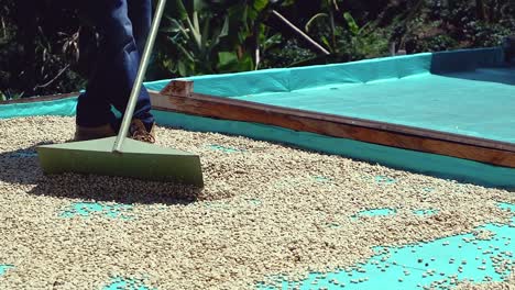 Raw-coffee-beans-are-spread-onto-tarp-to-dry-in-Colombia-sunshine