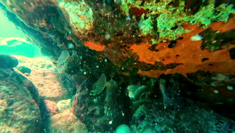 Peces-Exóticos-Haciendo-Snorkel-Bajo-Rocas-De-Colores-En-El-Fondo-Del-Mar