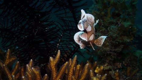 Junge-Harlekin-Süßlippen-In-Korallen,-Schwimmt-Aus-Dem-Rahmen