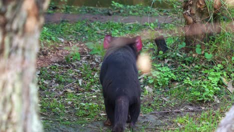 A-Tasmanian-devil-wondering-around-the-forest-ground,-close-up-shot-of-Australian-native-wildlife-species