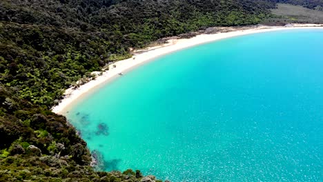 Stunning-white-sand-beach-with-clear-blue-waters-surrounded-my-native-forest-on-a-summers-day-in-Able-Tasman-National-Park,-New-Zealand