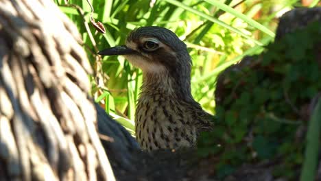 Profile-portrait-close-up-shot-of-a-wild-ground-dwelling-bush-stone-curlew,-burhinus-grallarius-perched-in-underbrush