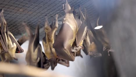 Detailed-view-of-many-bats-hanging-upside-stretching-inside-of-their-wing-coverings-shaking