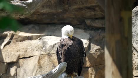 Bald-eagle-pecks-and-preens-feathers-inside-of-enclosure-next-to-rock-wall