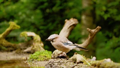 Eurasian-Jay-in-Friesland-Netherland-with-mottled-coat-bends-down-to-and-swallows-grub-from-decomposed-log-in-forest