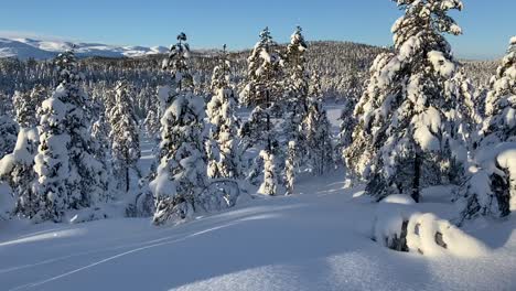 Una-Vista-Panorámica-De-Un-Bosque-De-Pinos-Cubierto-De-Nieve-En-Noruega,-Con-La-Majestuosa-Cordillera-Norefjell-Visible-En-La-Distancia.