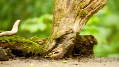 Gewöhnlicher-Buchfink-In-Friesland,-Niederlande.-Kamerafahrt-Folgt-Dem-Vogel,-Der-Auf-Dem-Boden-Läuft-Und-Hüpft.