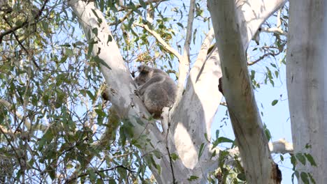 A-cute-sleepy-Koala-Bear-tucked-away-in-the-branches-of-an-Australian-native-Eucalyptus-Gum-tree