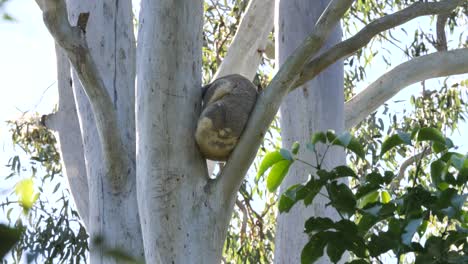 A-wild-Koala-Bear-sleeping-high-up-in-the-branches-of-an-Australian-native-Eucalyptus-Gum-tree