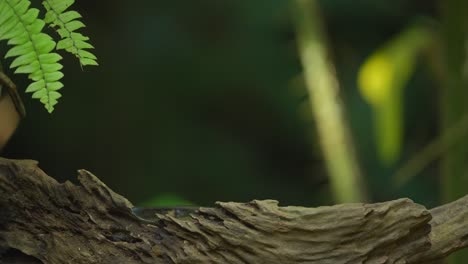 Lagarto-De-Jardín-Indonesio-Arrastrándose-Sobre-Madera