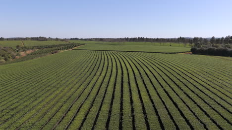 Downward-aerial-movement-about-the-beauty-local-green-tea-field,-Argentina