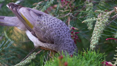 Little-noisy-miner,-manorina-melanocephala-perched-on-the-grevillea-plant,-feeding-on-floral-nectar,-wondering-around-the-surroundings-in-the-Botanic-Gardens,-close-up-shot-of-beautiful-ecosystem