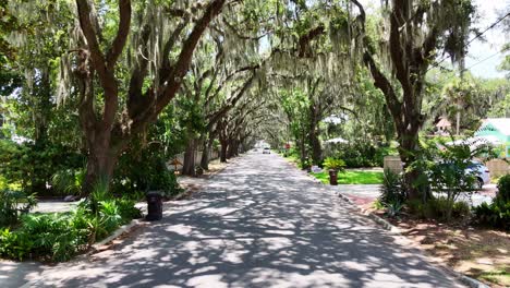 Pushing-through-a-street-covered-in-tree-moss