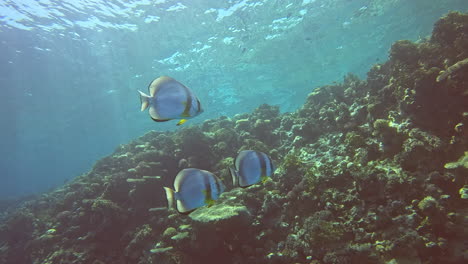 Long-fin-Spade-Fish-or-Bat-Fish-in-The-Coral-Reef-of-The-Red-Sea-of-Egypt-,-shot-on-4K-100-fps