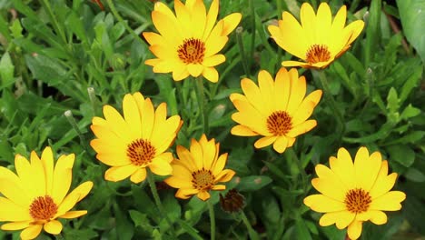 Bright-yellow-Osteospermum-garden-flowers.-Summer.-UK