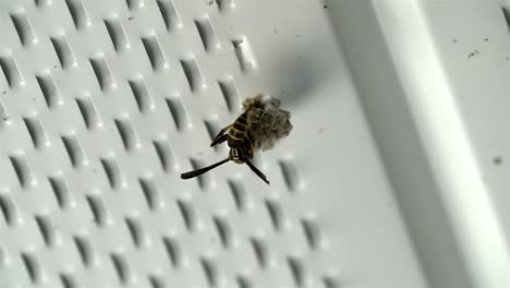 Wasp-curled-around-the-beginning-start-of-new-nest-on-white-metal