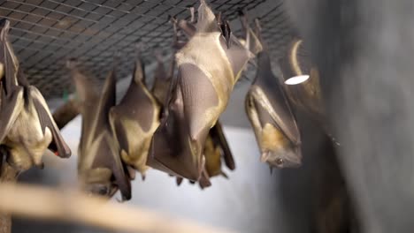 Colony-of-bats-hang-together-upside-down-from-netting-inside-of-enclosure,-slow-motion