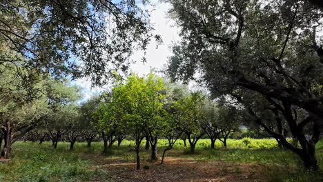 Olive-trees-plantation-for-the-production-of-extra-virgin-olive-oil,-nature