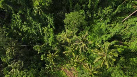 Aerial-footage-of-vibrant-greens-of-Sayan,-Ubud-Jungle,-Bali,-Indonesia-capturing-the-dense-foliage,-offering-a-serene-and-picturesque-view