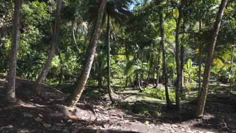 Una-Escena-De-Bosque-Iluminado-Por-El-Sol-Con-Follaje-Verde,-Palmeras-Altas-Y-Un-Cielo-Azul-Claro.