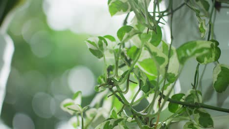 Close-up-of-a-hoya-type-climbing-plant-with-green-and-white-leaves