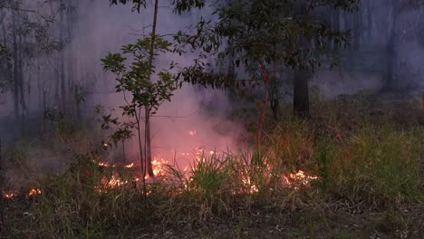 Bush-fire-during-hazard-reduction-burns,-Mount-Coot-tha